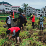 溆浦：抢抓收割窗口 助力农户增收