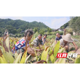 洪江区横岩乡：特色种植带动村民增收致富