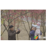 红绿映入帘 满园尽是春