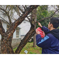 洪江市一学校为树木戴上“守护牌”