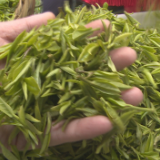 辰溪：将“茶叶”做成“茶业” 为乡村振兴添砖加瓦