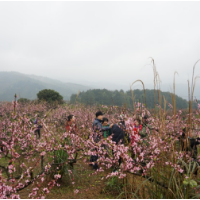 中方：在桃林花海中吹响乡村文旅发展新征程号角