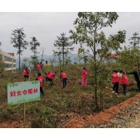 洪江市妇联：新增一片绿  共建巾帼林