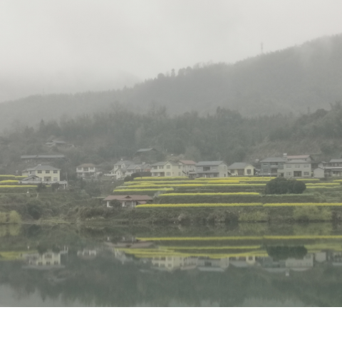 瞰春光 | 沅水江畔，碧波映金黄