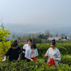 芷江土桥镇中学：劳动实践悟春美，师生罗山学采茶