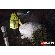 高速公路惊现“巨型白球”芷江路产大队紧急处置保安畅