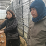 靖州：农技人员一线指导积极应对低温天气