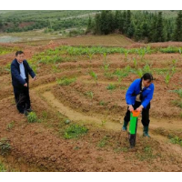 靖州：大豆玉米“手牵手” 复合种植助增收