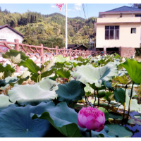 内外兼修 绘就乡村新画卷  ——洪江区美丽乡村建设系列报道之堆边村