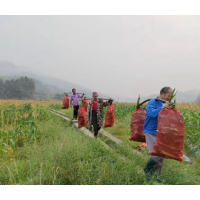 通道：鲜食玉米棒  村民金棒棒