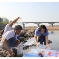 辰溪检察：增殖放流+公开听证 万余尾鱼畅游辰水