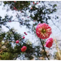 正月初三 到迎丰公园赏梅花去