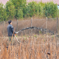 靖州：田地“吃”上“有机餐”增产又增效