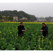 辰溪县仙人湾瑶族乡多措备耕保障粮食安全