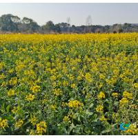 靖州：油菜花陆续绽放