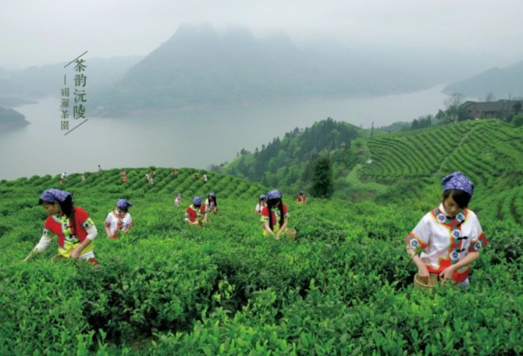 中华书山•情醉怀化｜千河之韵 碣滩贡茶