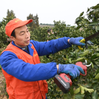 麻阳苗乡：橘园修剪忙