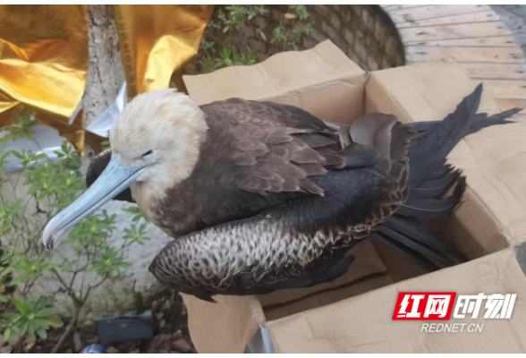 二级野生保护动物白斑军舰鸟首次在洪江市现身