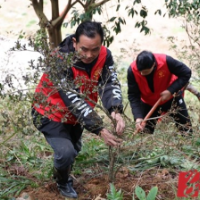 通道：植树添绿正当时 志愿服务增春色