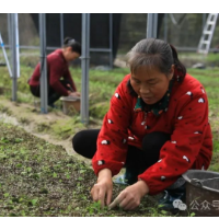 会同：不负好春光 “药”香飘满乡村致富路