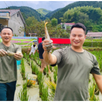 麻阳西皮溪村：300亩生态稻花鱼开捉了