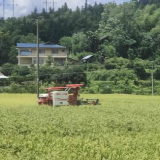 洪江市熟坪社区：秋收正酣