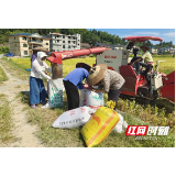 通道：沃野流金“丰景美“  机械收割“唱主角”