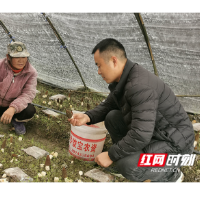 沅陵：“湘商”张涛回乡逐梦田野