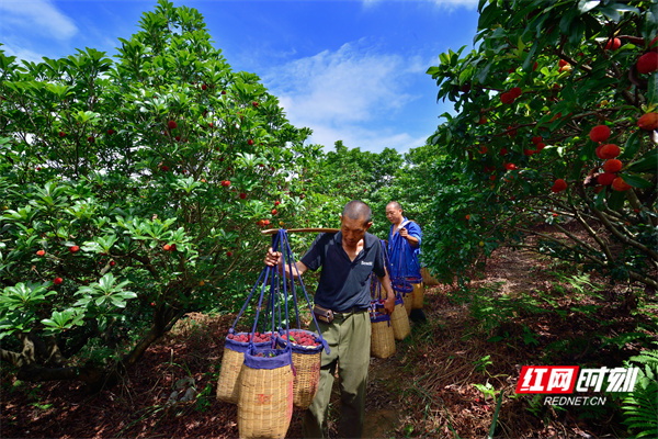 杨梅采摘 (6).jpg 杨梅采摘 (6).jpg