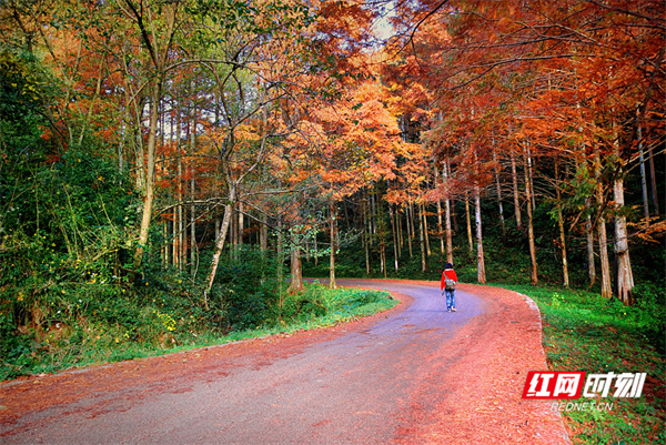 排林秋色.jpg 排林秋色.jpg