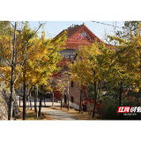 五溪秋实记丨靖州飞山:立冬未央秋韵凝诗画(福地怀化·风物季)