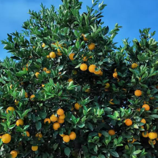 湖南柑橘节(洪江市主会场)将于11月22日启幕