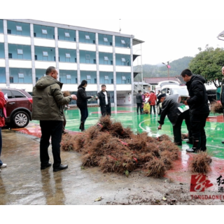 通道：发放优质钩藤苗 助农增收添动力