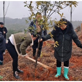 洪江市自然资源局：积极参与2025年全民  义务植树活动 共筑绿色生态屏障