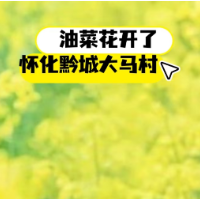 视频｜怀化黔城两千亩鎏金花海迎盛放 无人机瞰大地流金绘春图