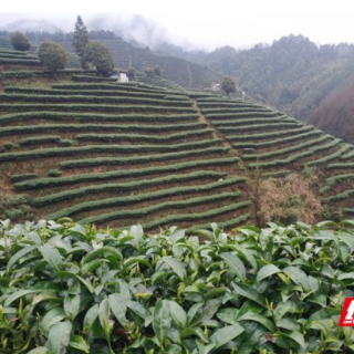 湘N的春天 ⑦ | 通道：采一篓嫩芽 邂逅春天的茶香（福地怀化·浪漫季）
