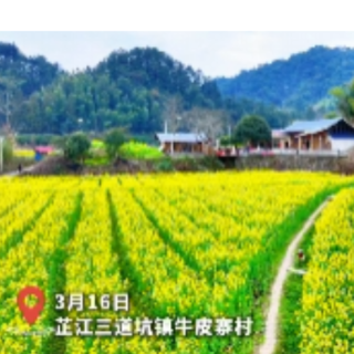湘N的春天⑪丨春日限定！芷江牛皮寨油菜花海上线（福地怀化·浪漫季）