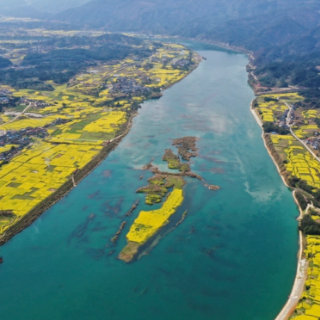 中方：近14万亩油菜花竞相绽放  春日盛景绘“丰”景
