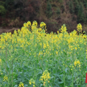 通道：开展油菜春季田间管理技术指导 助力农户稳产增收