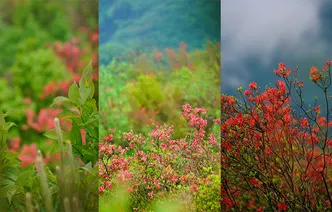 怀化：满山“红妆”最是动人