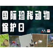 国际珍稀动物保护日丨探秘怀化，聆听“生态精灵”的故事