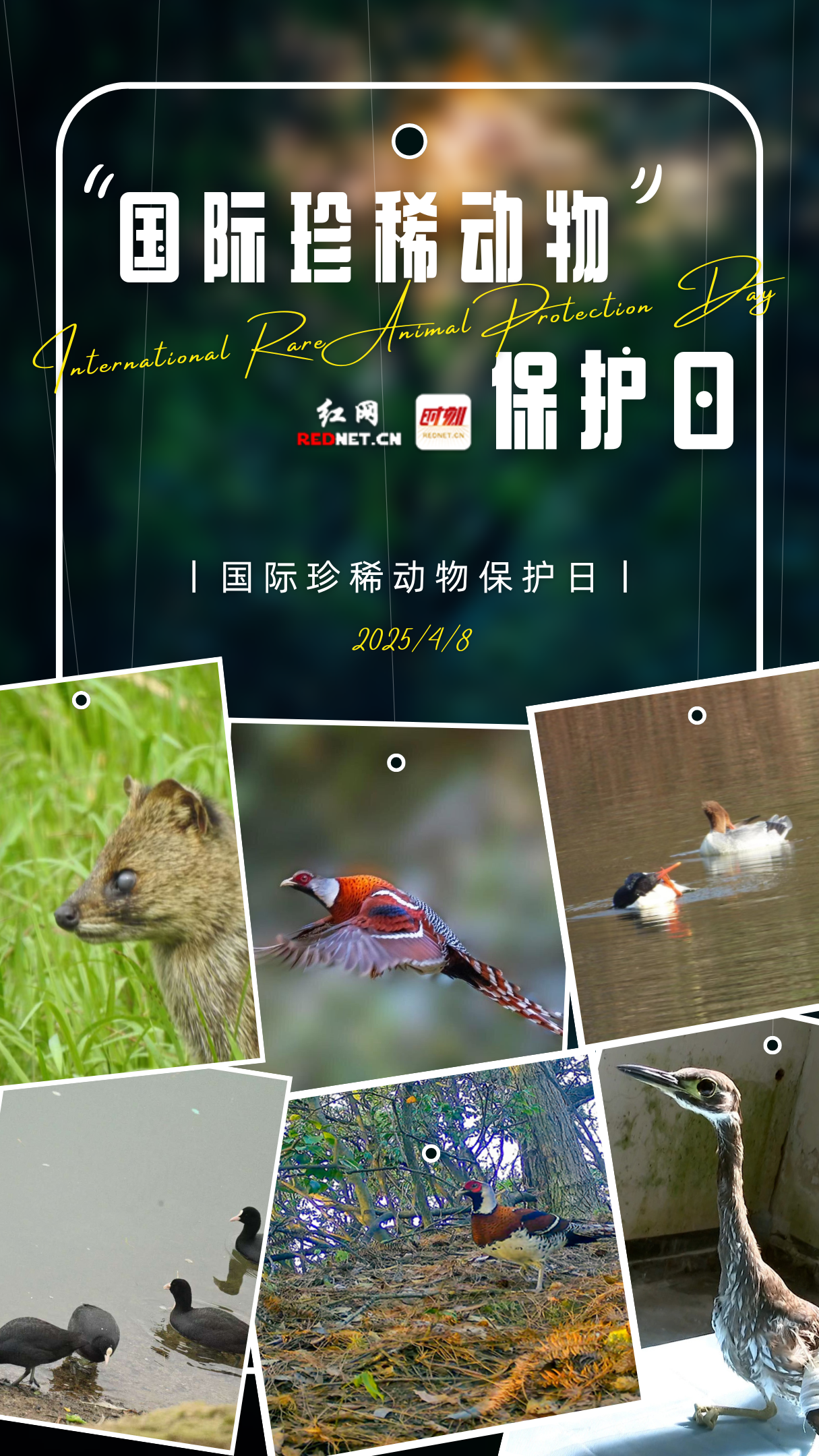 国际珍稀 动物保护日.png