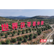 靖州茯苓荣获国家地理标志认证 “菌中珍品”书写产业振兴新篇