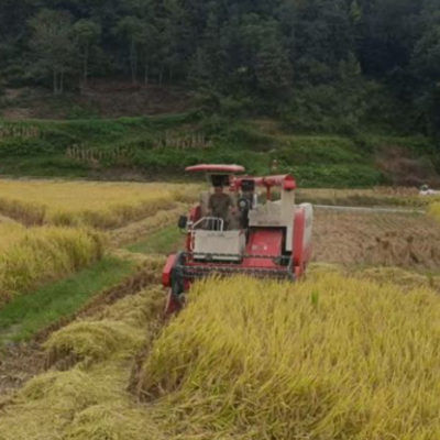 怀化新晃：党政齐抓科技赋能 田间丰收展画卷