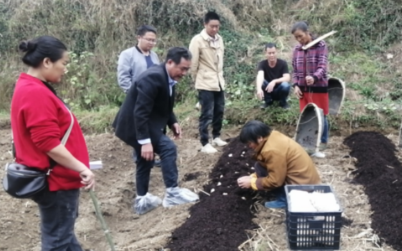 怀化麻阳：党建引领  推动赤松茸产业开花结果