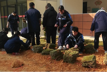 黔阳一中学子铺植草皮,“铺”出美好校园