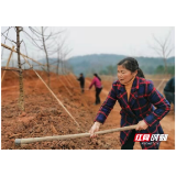 沅陵：易地扶贫点  搬迁居民正“忙春”