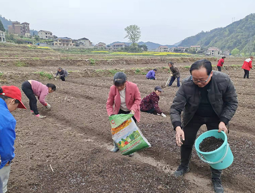 沅陵县200亩中药材幼苗基地正式播种