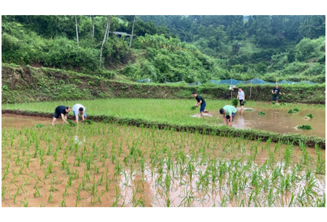 麻阳：灾后重建插秧忙  巡察干部来帮忙