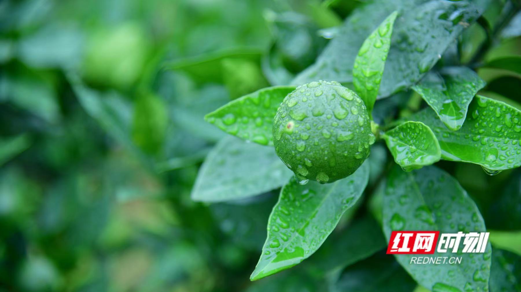 夜雨潇潇尽暗洒，明朝青橙带露珠。